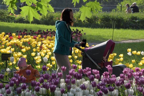 Tulip Festival in St. Petersburg