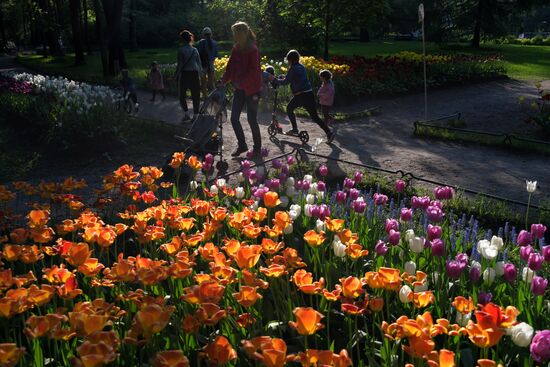 Tulip Festival in St. Petersburg