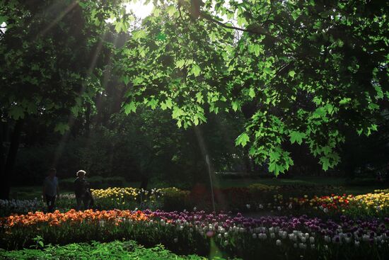 Tulip Festival in St. Petersburg