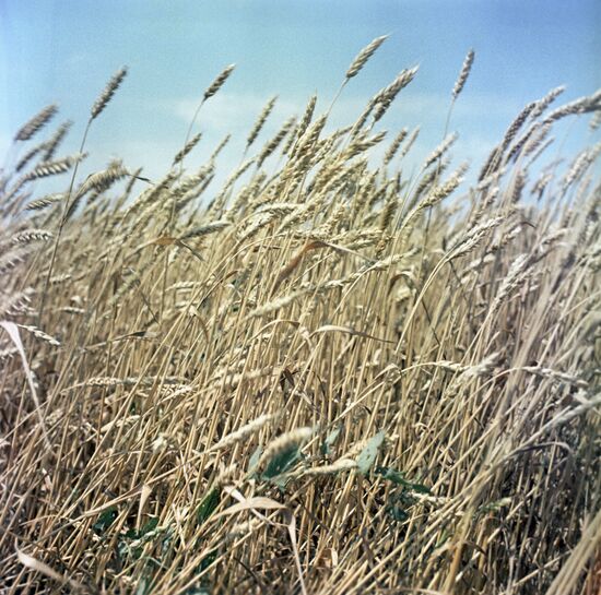 Wheat harvest