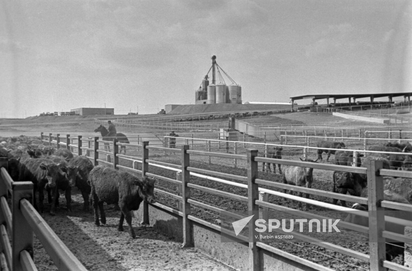 Bratsky livestock breeding complex
