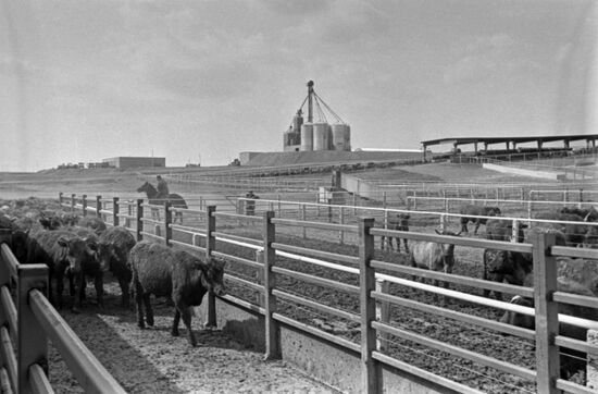 Bratsky livestock breeding complex