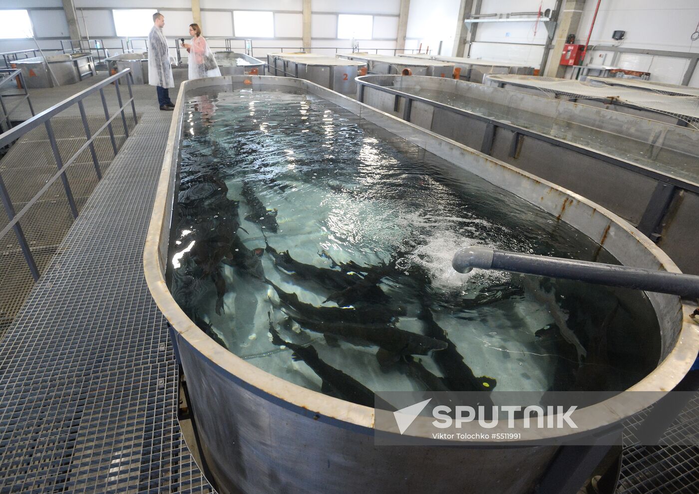 Sturgeon farm in Belarus