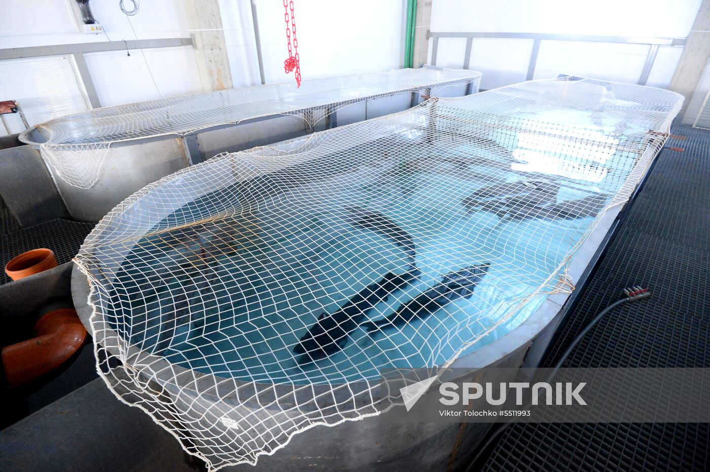 Sturgeon farm in Belarus