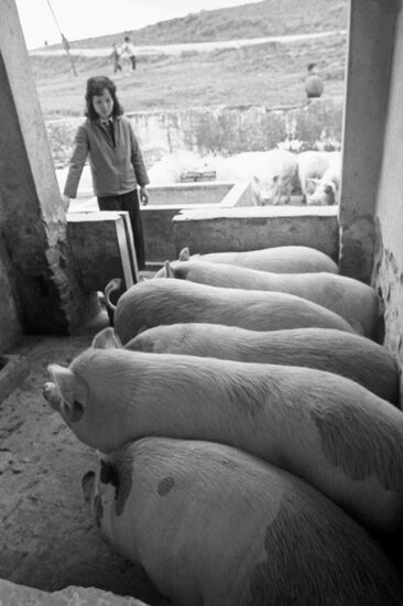 Livestock farm in Vietnam