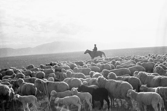 Shepherd of Beriktas state farm Dadesh Amerkulov in pasture