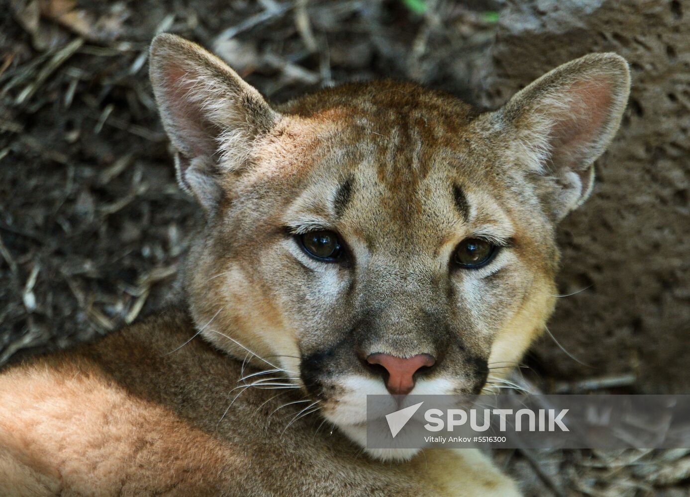 Primorye safari park