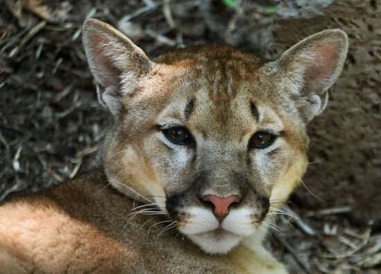 Primorye safari park