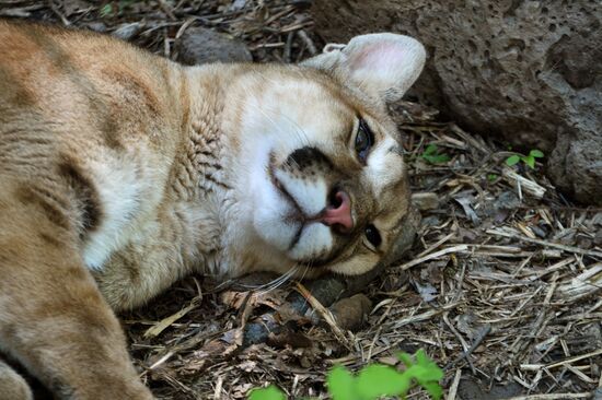Primorye safari park