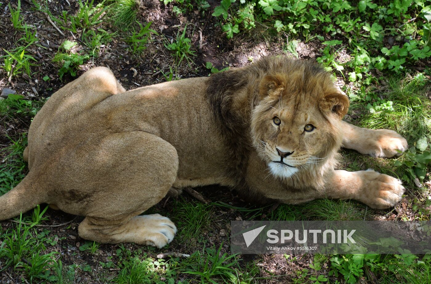 Primorye safari park