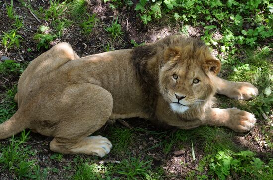 Primorye safari park