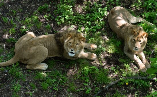 Primorye safari park