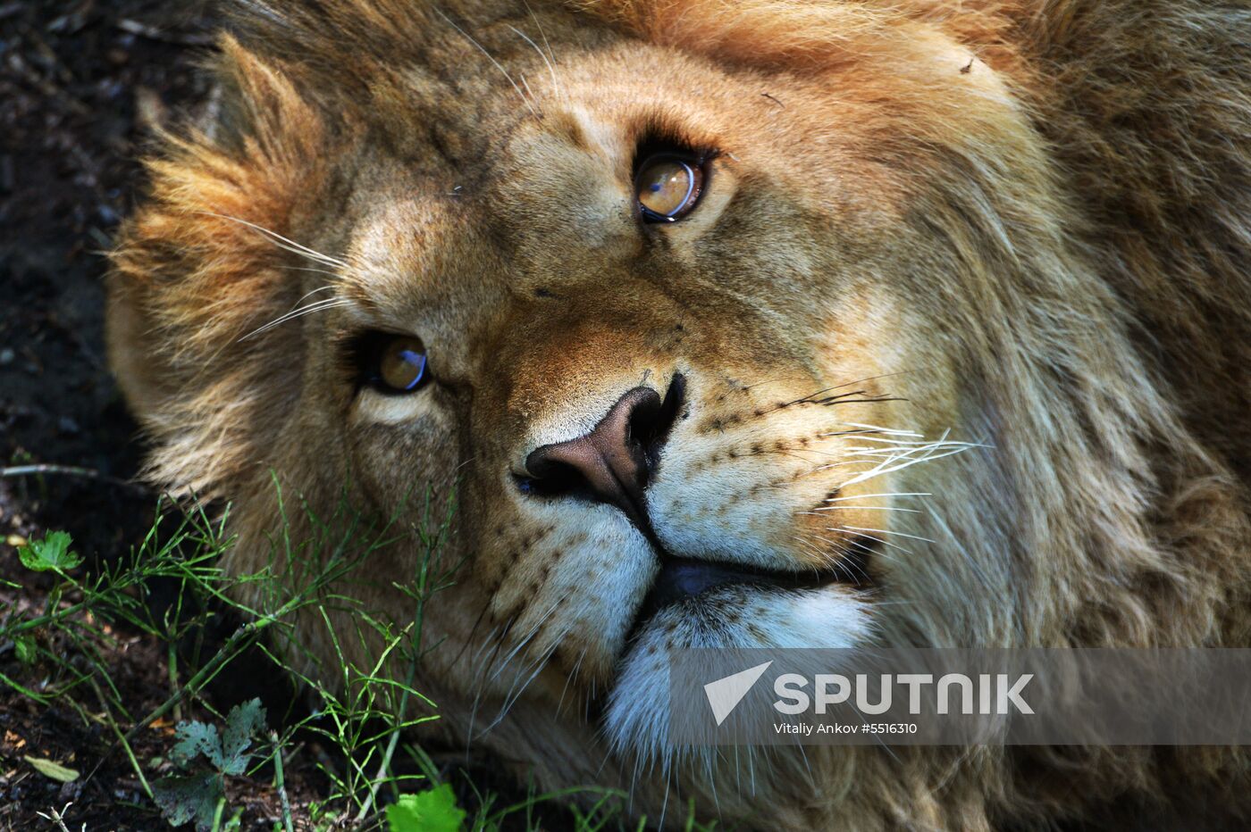 Primorye safari park