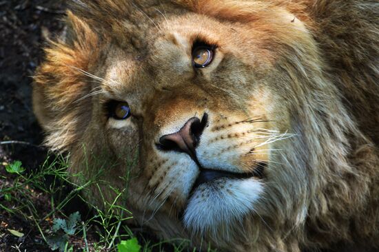 Primorye safari park