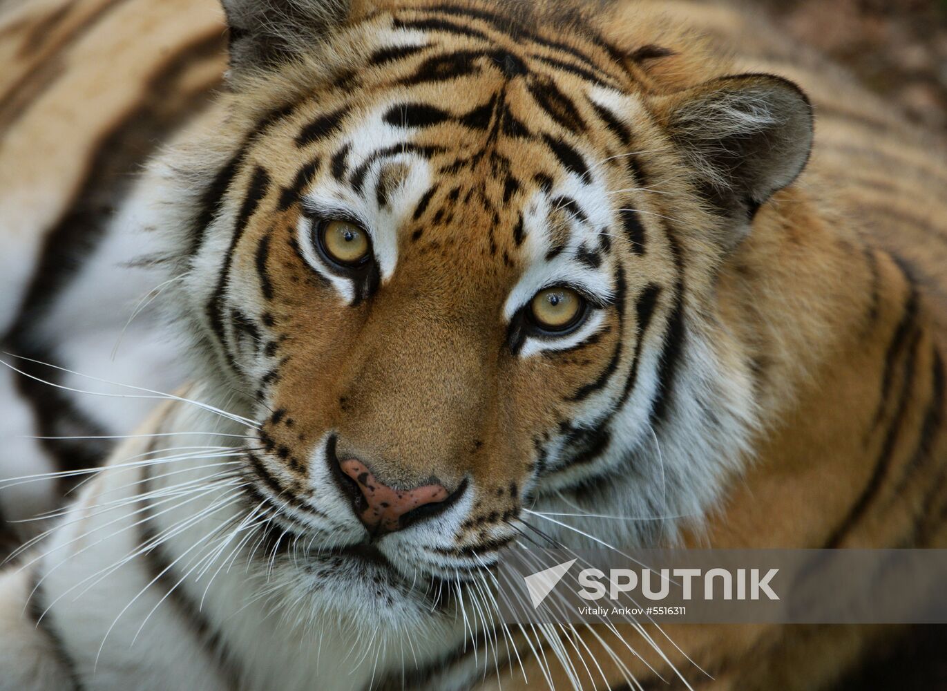 Primorye safari park