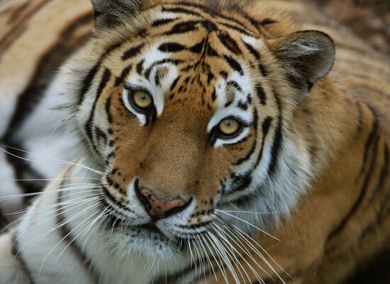 Primorye safari park