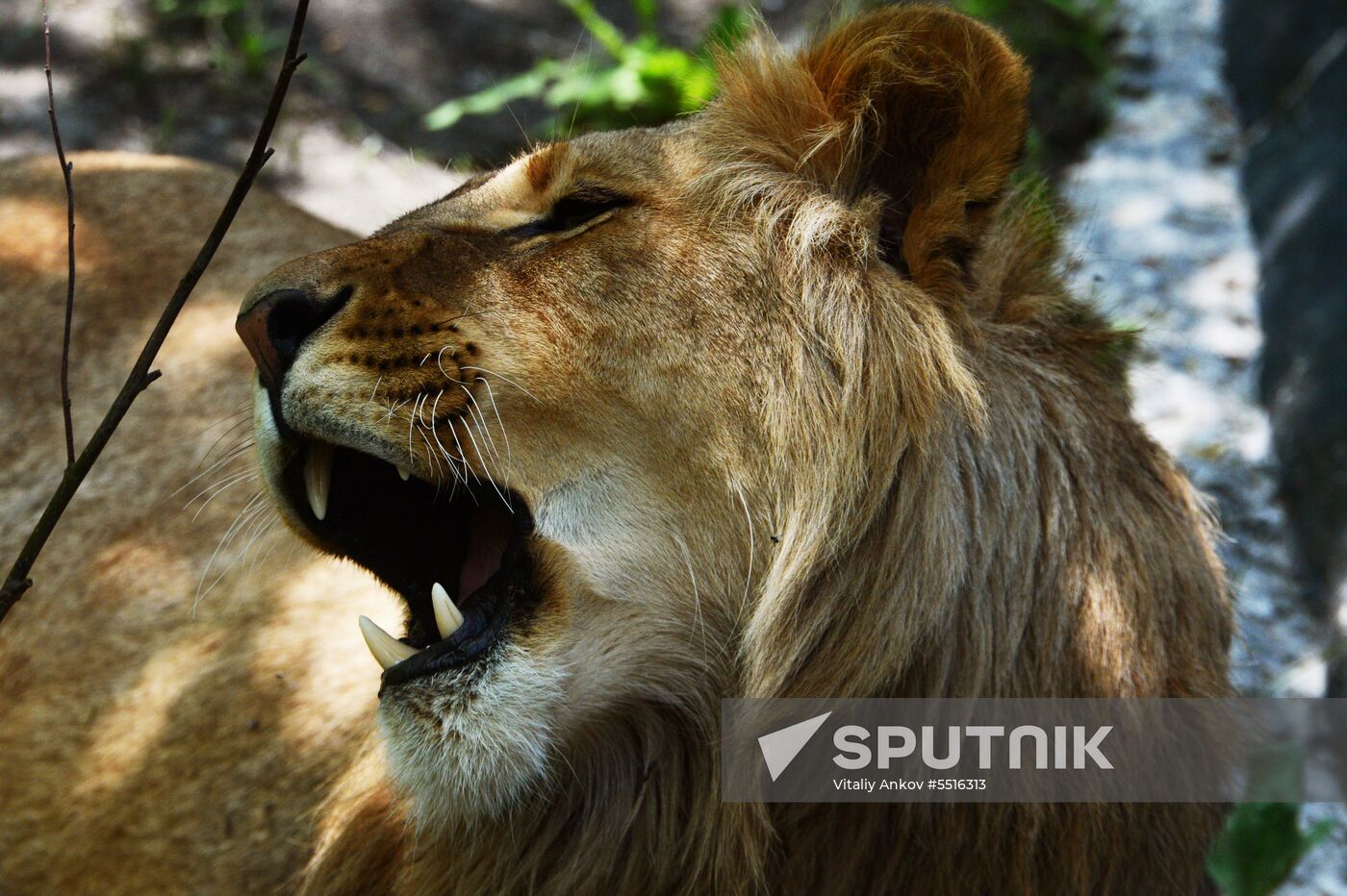 Primorye safari park