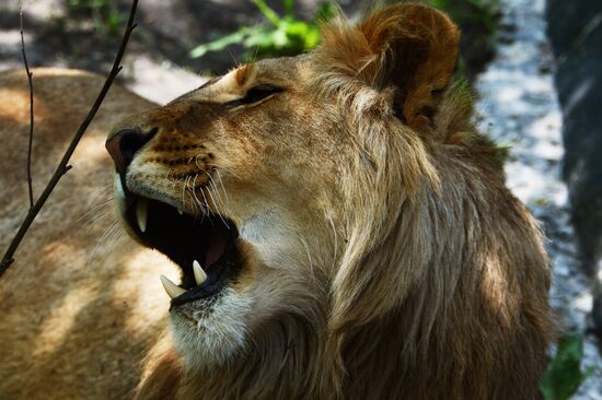 Primorye safari park