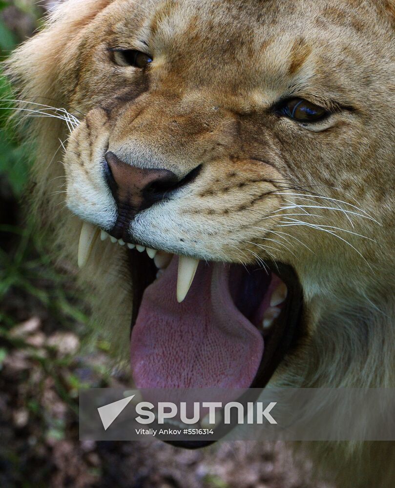 Primorye safari park