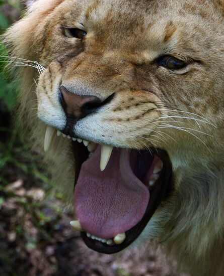 Primorye safari park