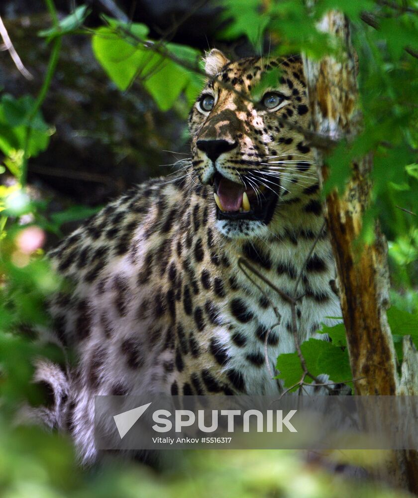 Primorye safari park