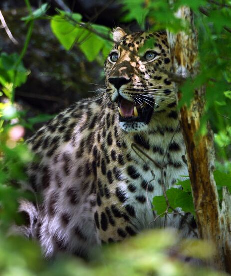 Primorye safari park