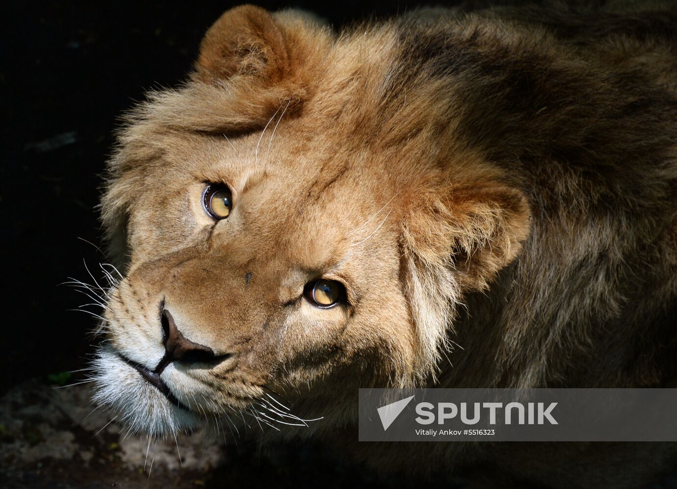 Primorye safari park