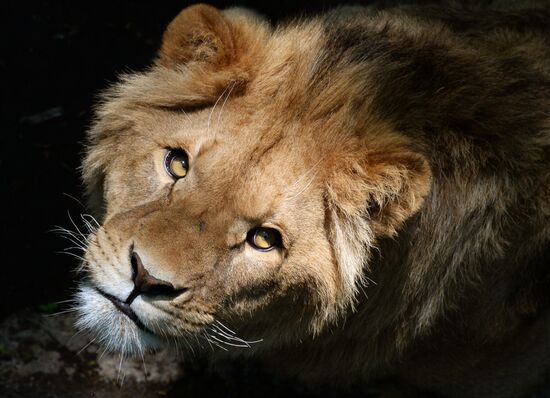 Primorye safari park