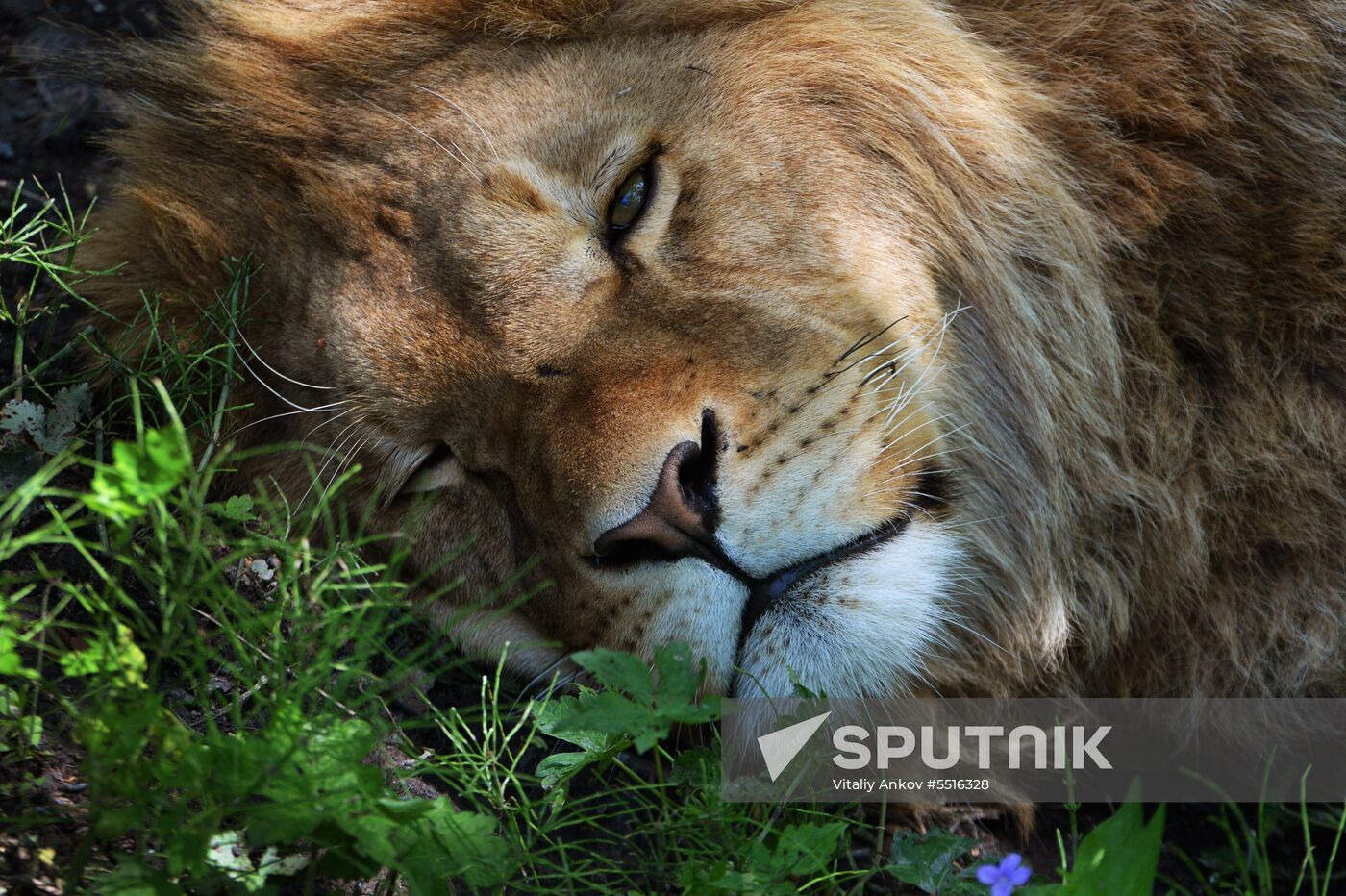 Primorye safari park