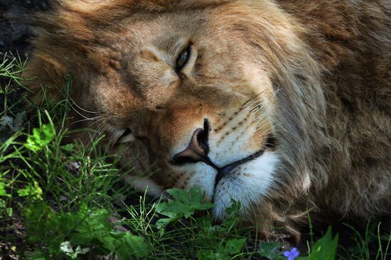 Primorye safari park