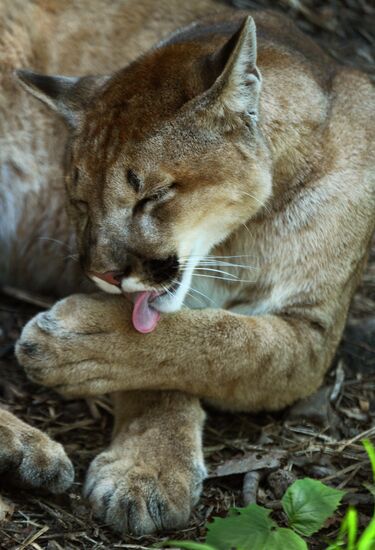 Primorye safari park