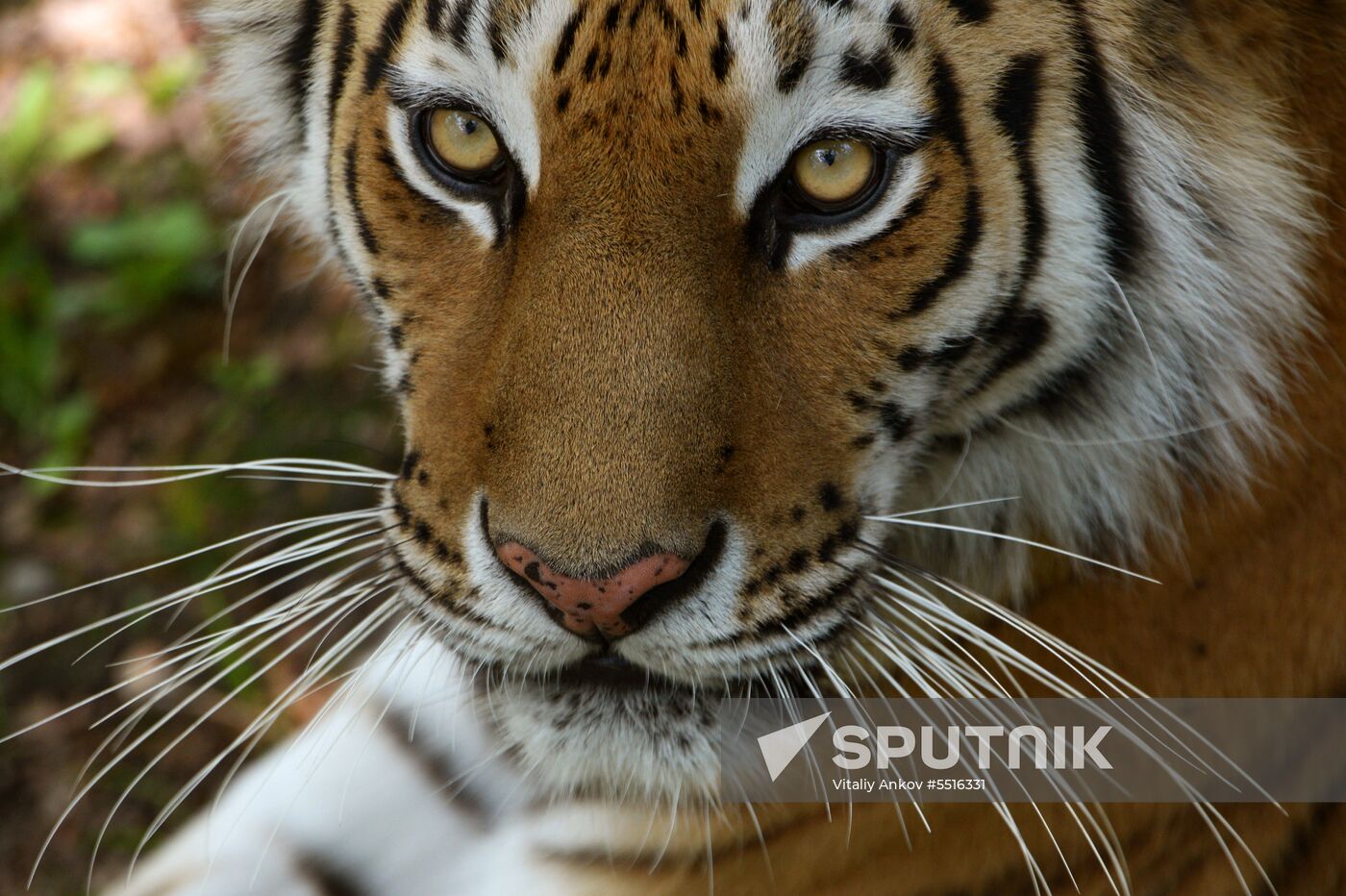 Primorye safari park