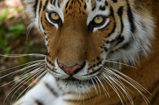 Primorye safari park