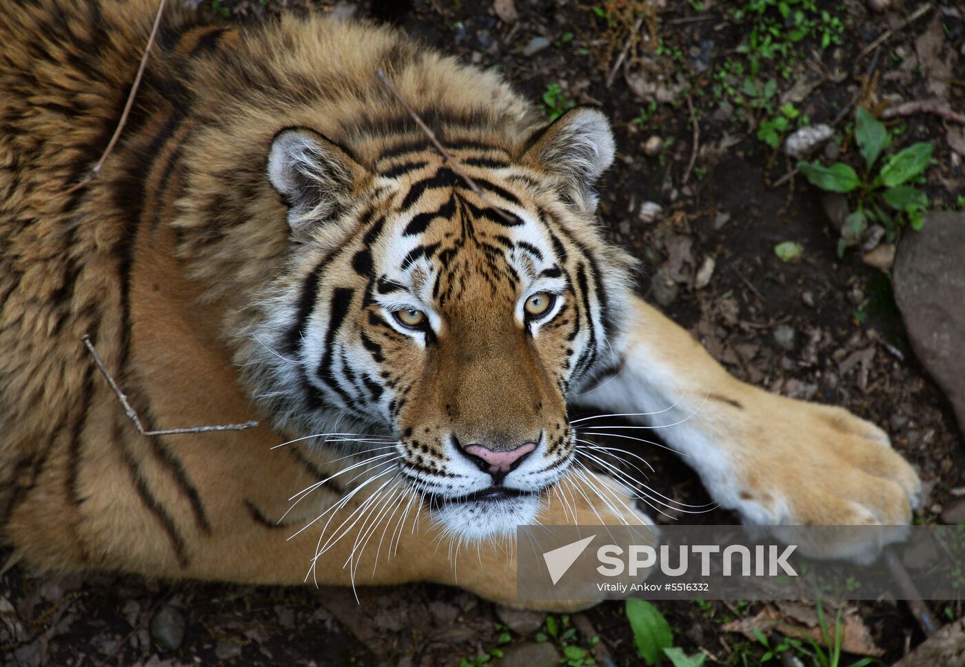 Primorye safari park