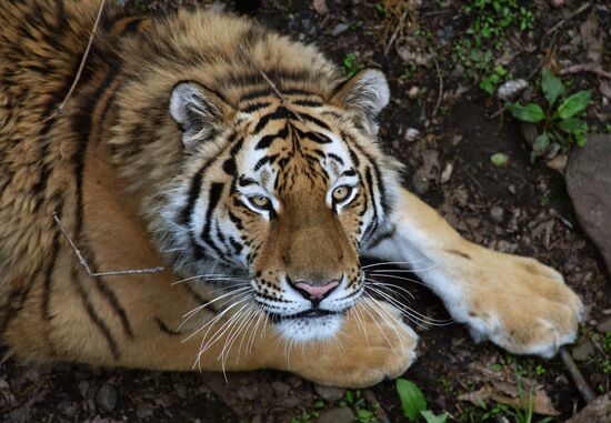Primorye safari park