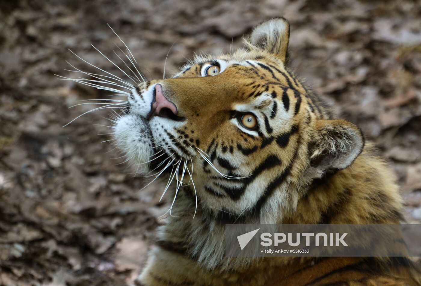 Primorye safari park