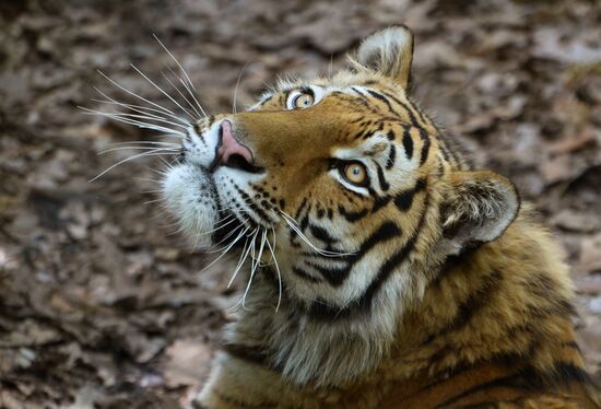Primorye safari park
