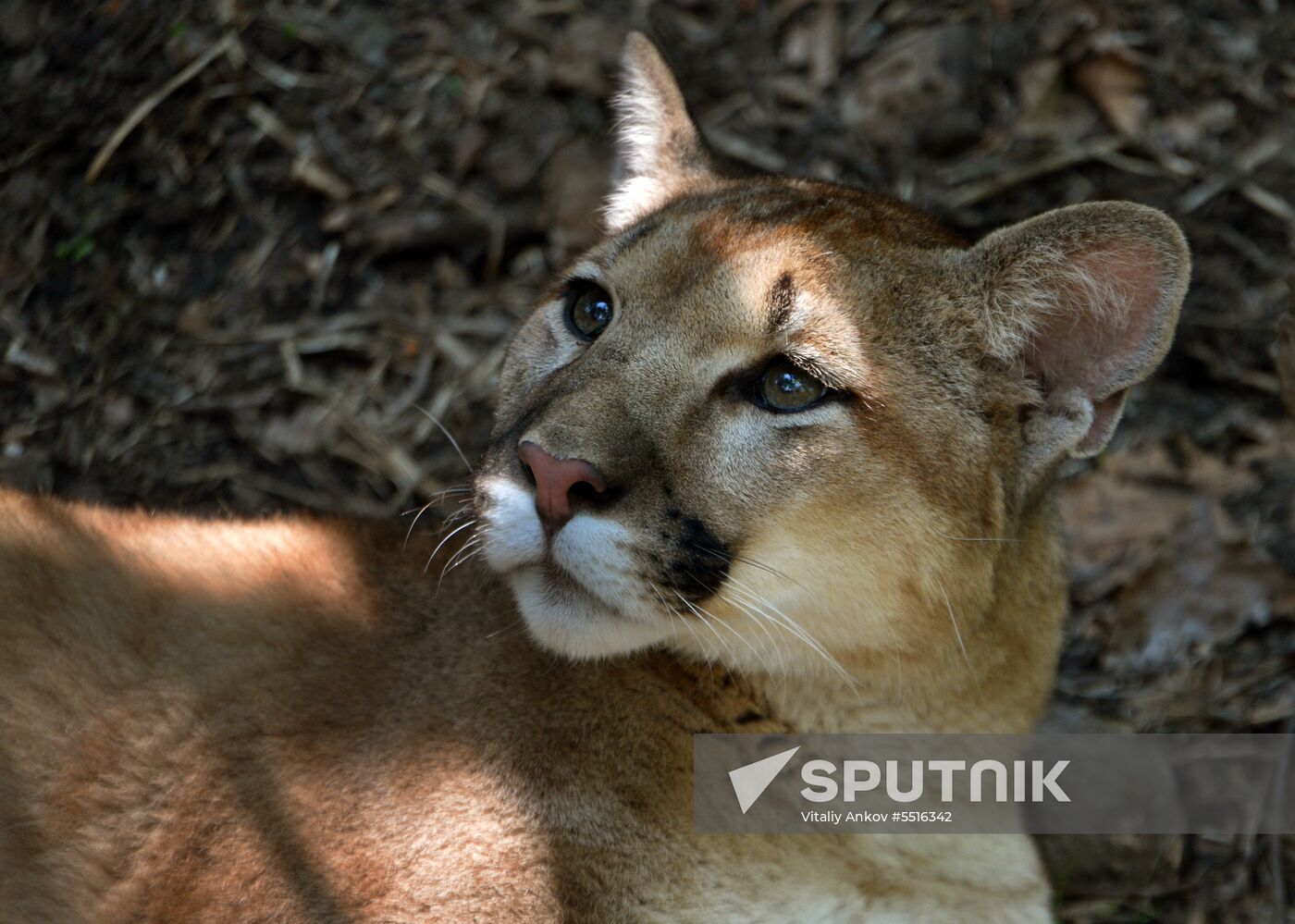 Primorye safari park