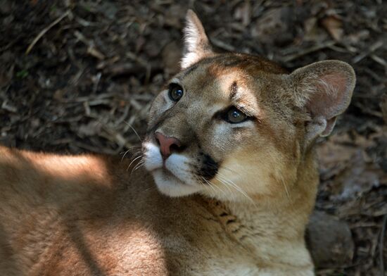 Primorye safari park