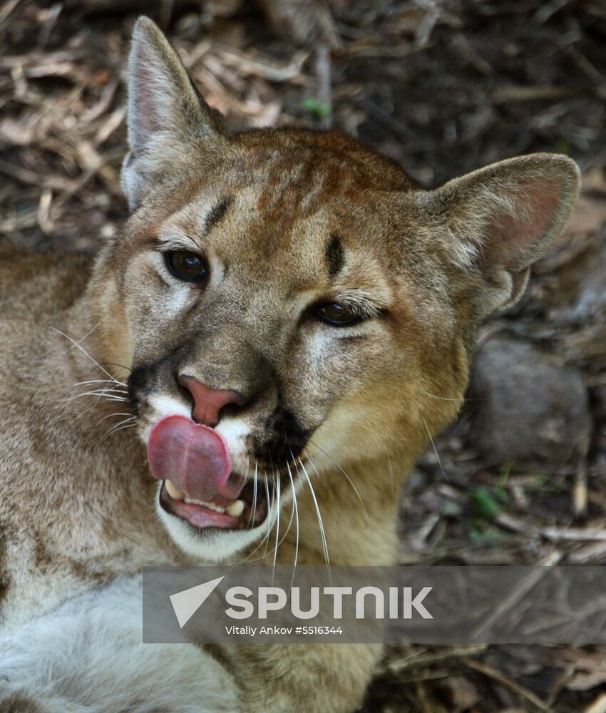 Primorye safari park