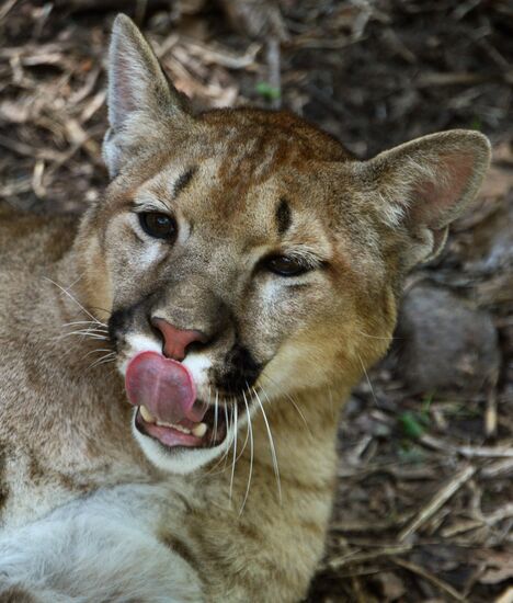 Primorye safari park