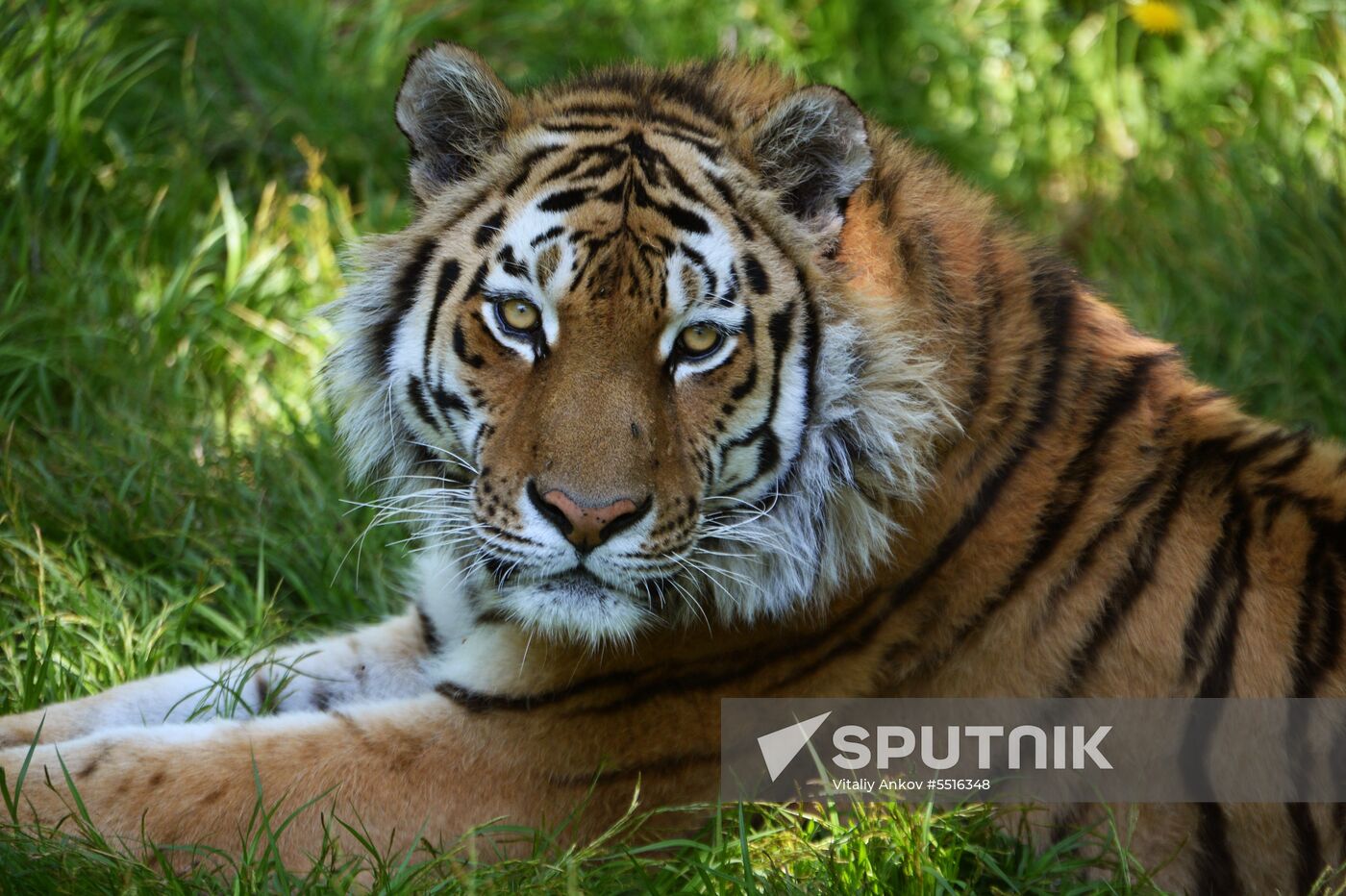 Primorye safari park