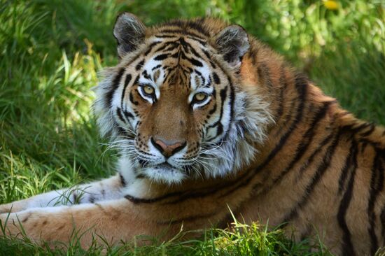 Primorye safari park