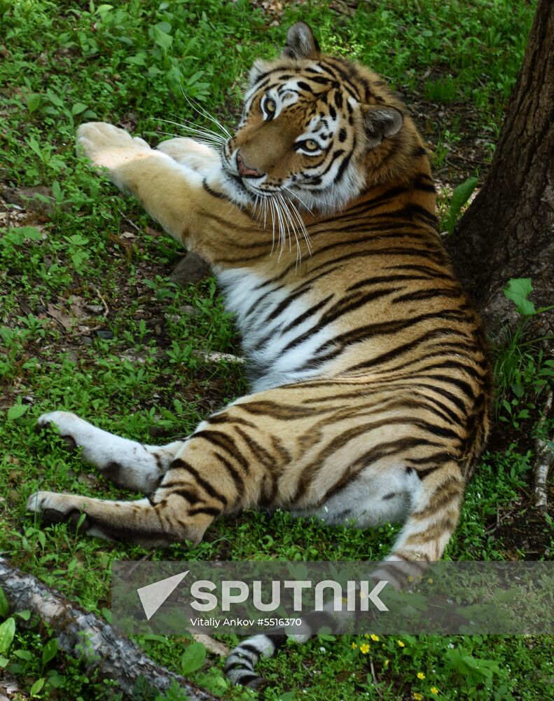 Primorye safari park