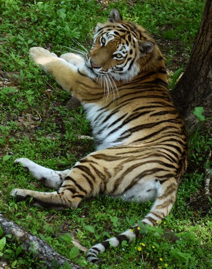 Primorye safari park