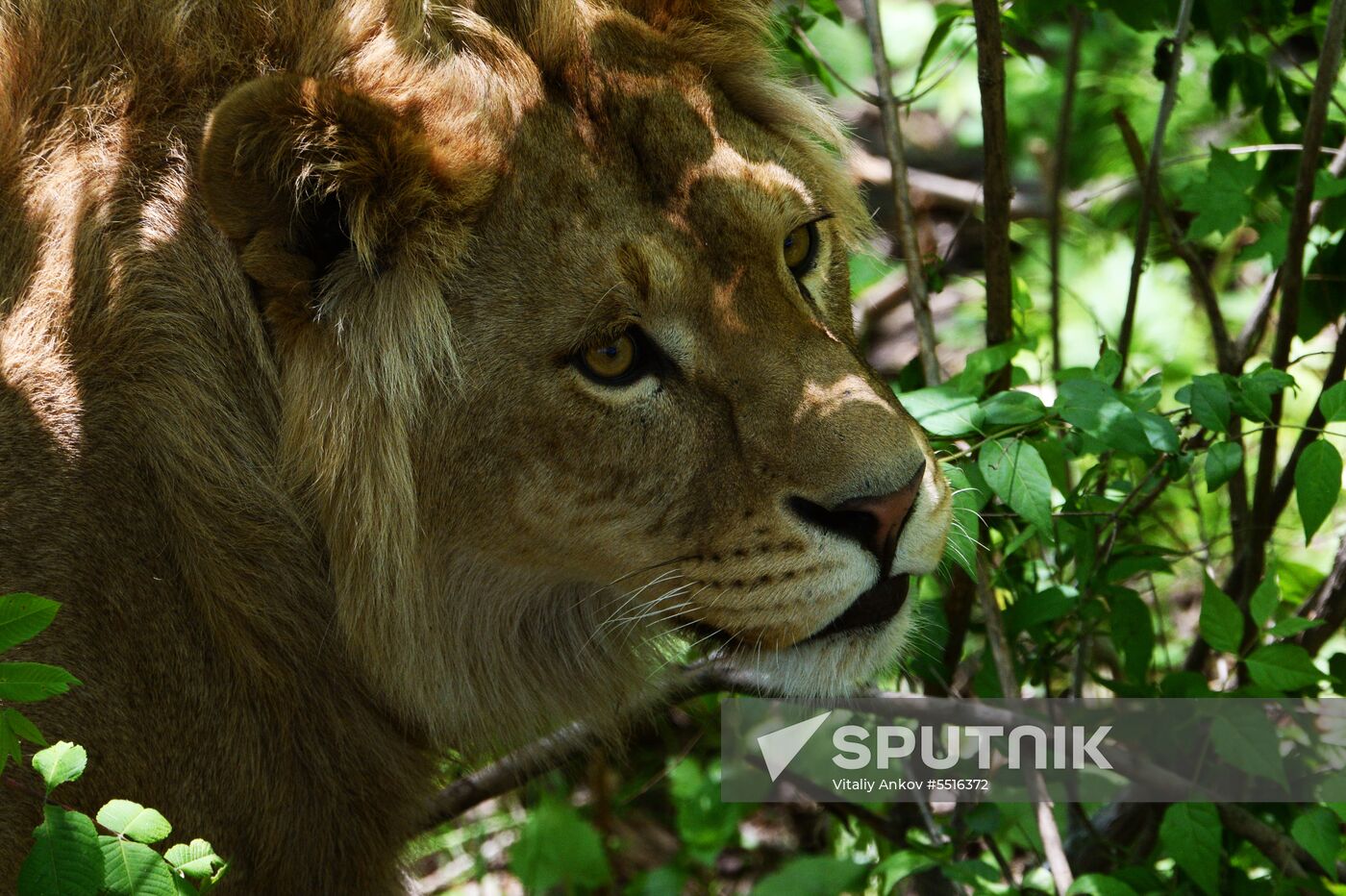 Primorye safari park