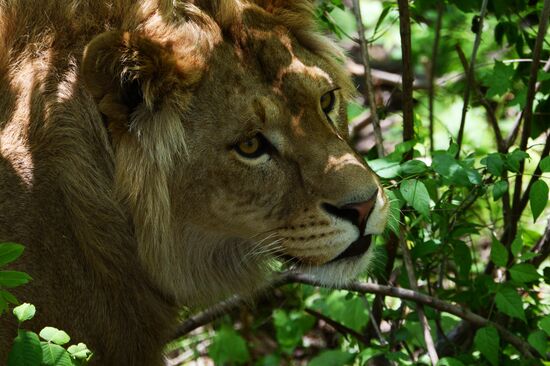 Primorye safari park