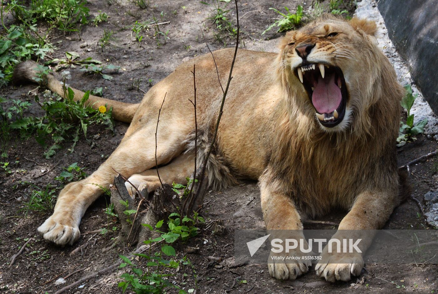 Primorye safari park