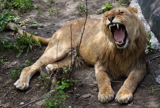 Primorye safari park