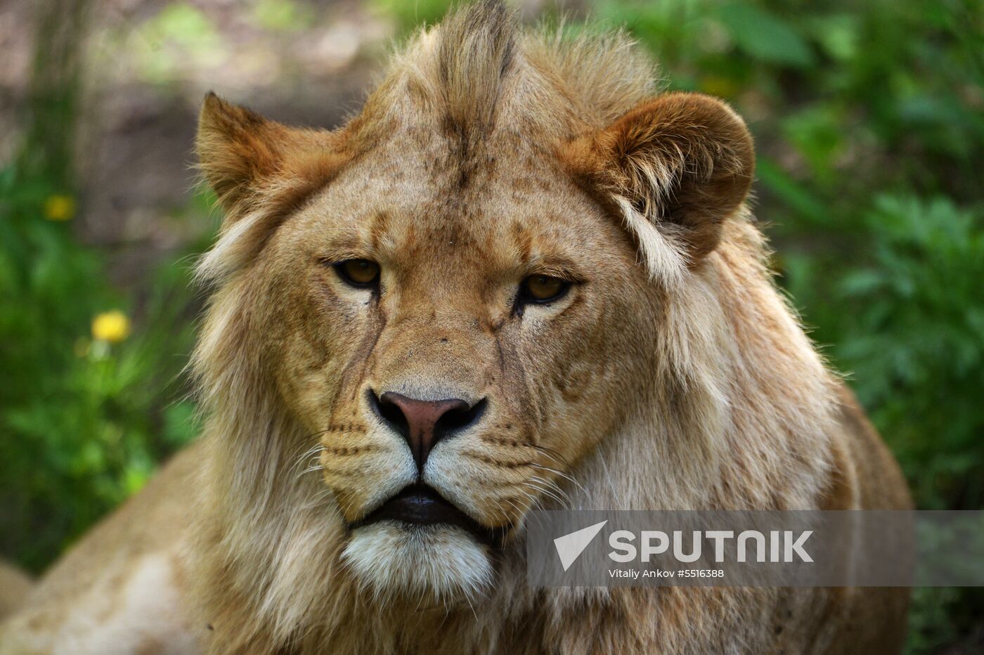 Primorye safari park